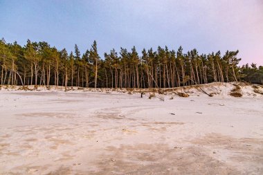 Baltık Denizi 'nde üzerinde büyük çam ağaçları büyüyen güzel beyaz kum tepeleri.