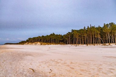 Baltık Denizi 'nde üzerinde büyük çam ağaçları büyüyen güzel beyaz kum tepeleri.