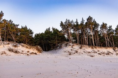 Baltık Denizi 'nde üzerinde büyük çam ağaçları büyüyen güzel beyaz kum tepeleri.