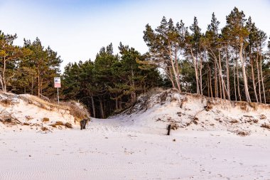 Baltık Denizi 'nde üzerinde büyük çam ağaçları büyüyen güzel beyaz kum tepeleri.