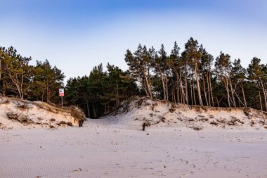 Baltık Denizi 'nde üzerinde büyük çam ağaçları büyüyen güzel beyaz kum tepeleri.