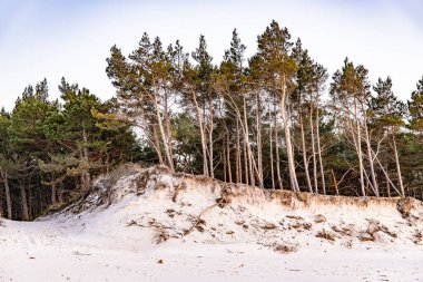 Baltık Denizi 'nde üzerinde büyük çam ağaçları büyüyen güzel beyaz kum tepeleri.