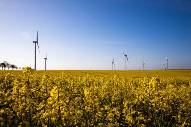 Mavi bulutsuz gökyüzü ve ekolojik rüzgar çiftlikleriyle sarı tecavüz tarlası olan güzel bir manzara.