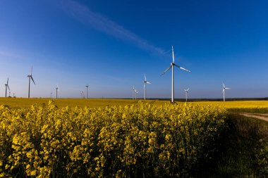 Mavi bulutsuz gökyüzü ve ekolojik rüzgar çiftlikleriyle sarı tecavüz tarlası olan güzel bir manzara.