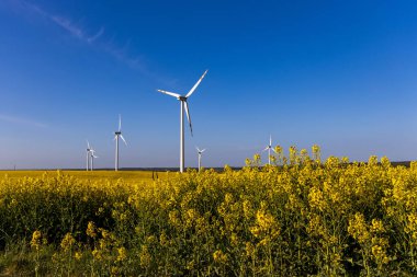 Mavi bulutsuz gökyüzü ve ekolojik rüzgar çiftlikleriyle sarı tecavüz tarlası olan güzel bir manzara.