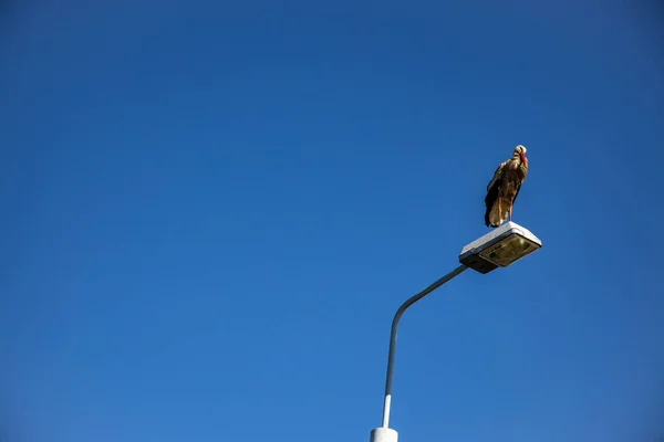 beautiful white-black stork sitting on a city streetlight against a blue cloudless sky background