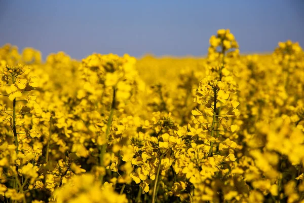 Piękny Spokój Minimalistyczny Żółty Wiosna Pole Gwałt Przeciwko Niebieski Bezchmurne — Zdjęcie stockowe