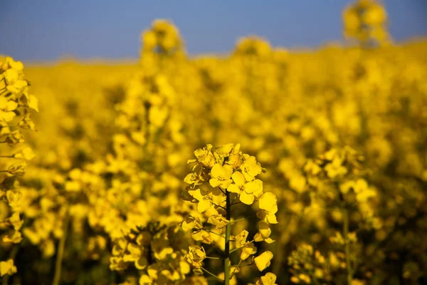 Bonito Calmo Minimalista Amarelo Primavera Campo Estupro Contra Céu Idílico — Fotografia de Stock