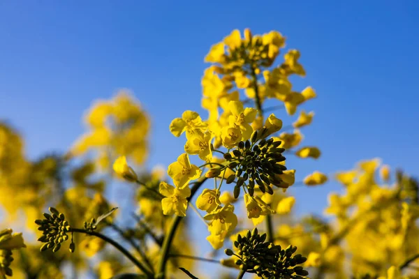 Güzel Sakin Minimalist Sarı Bahar Tecavüz Sahası Mavi Bulutsuz Cennet — Stok fotoğraf