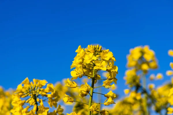 Hermoso Campo Violación Primavera Amarillo Minimalista Calma Contra Cielo Idílico — Foto de Stock