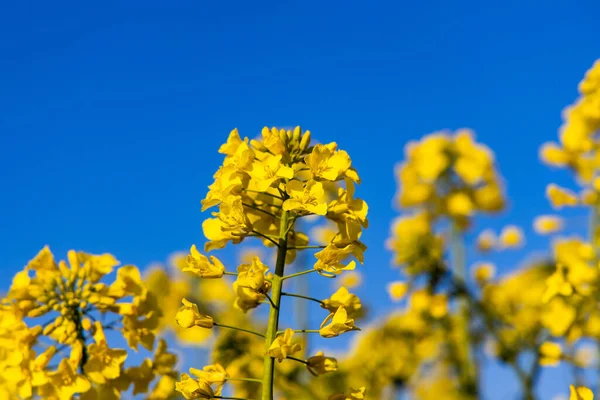 Güzel Sakin Minimalist Sarı Bahar Tecavüz Sahası Mavi Bulutsuz Cennet — Stok fotoğraf