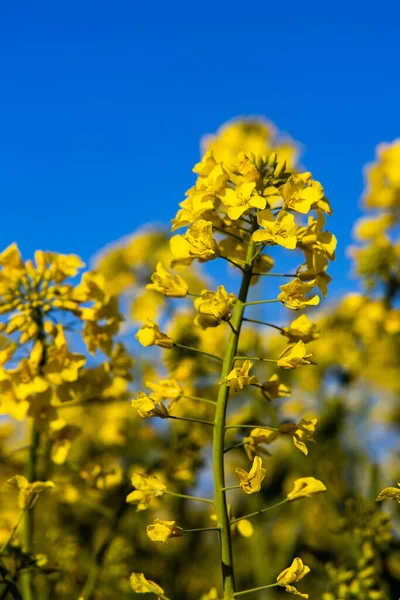 Bella Calma Minimalista Giallo Primavera Campo Stupro Contro Cielo Idilliaco — Foto Stock