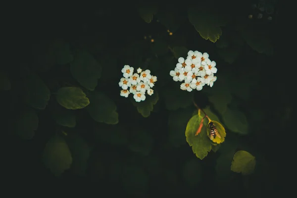 濃い緑色の葉を背景に白い小さな花を持つ美しい春の茂み — ストック写真