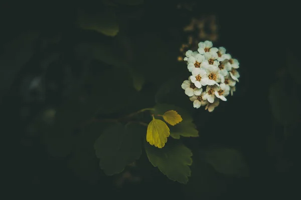 Όμορφη Άνοιξη Θάμνος Λευκά Μικρά Λουλούδια Ένα Φόντο Από Σκούρα — Φωτογραφία Αρχείου