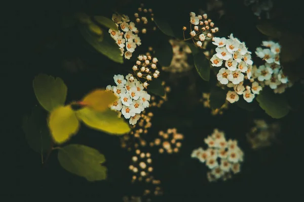 Piękny Wiosenny Krzew Białymi Kwiatkami Tle Ciemnozielonych Liści — Zdjęcie stockowe