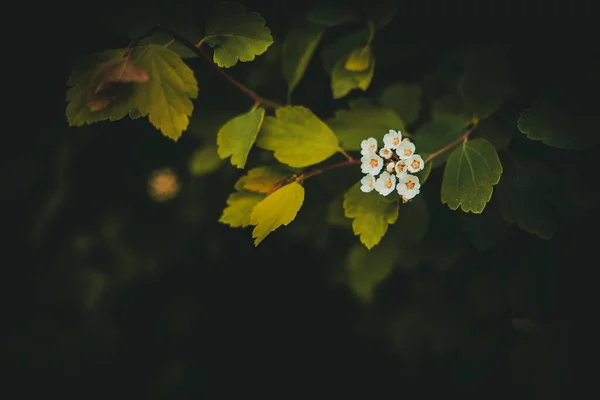 濃い緑色の葉を背景に白い小さな花を持つ美しい春の茂み — ストック写真