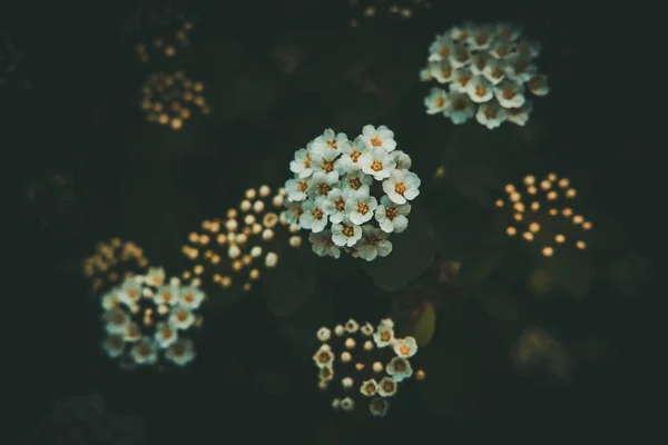 Vacker Vår Buske Med Vita Små Blommor Bakgrund Mörkgröna Blad — Stockfoto
