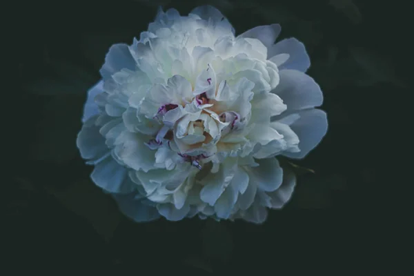 Красивый Большой Нежный Яркий Пионский Цветок Среди Темно Зеленых Листьев — стоковое фото