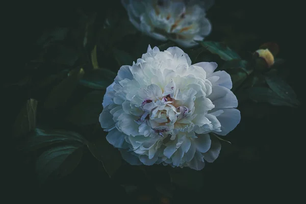 Όμορφο Μεγάλο Λεπτό Φωτεινό Παιώνι Λουλούδι Ανάμεσα Σκούρα Πράσινα Φύλλα — Φωτογραφία Αρχείου