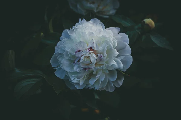 Bela Grande Flor Peônia Brilhante Delicada Entre Folhas Verdes Escuras — Fotografia de Stock