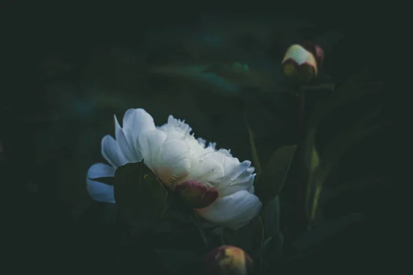 Bela Grande Flor Peônia Brilhante Delicada Entre Folhas Verdes Escuras — Fotografia de Stock