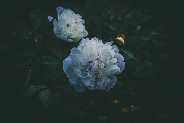 Gyönyörű Nagy Finom Fényes Bazsarózsa Virág Között Sötét Zöld Levelek — Stock Fotó