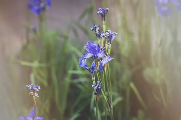 Belas Pequenas Delicadas Flores Azuis Íris Jardim Verão Iluminado Pelo — Fotografia de Stock