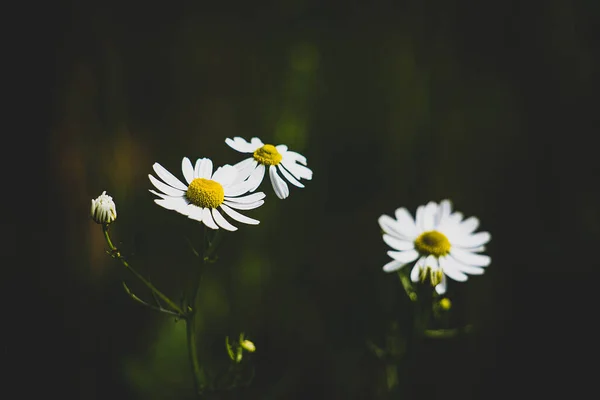 Красиві Літні Білі Ніжні Ромашки Темно Зеленому Лузі — стокове фото