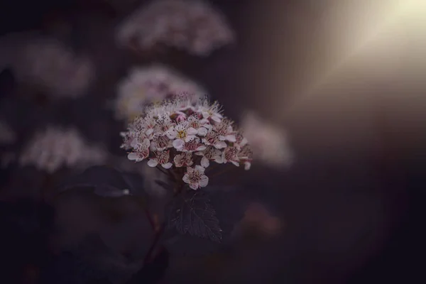 夏天温暖的黄昏阳光下 藤蔓上美丽的紫色花朵 — 图库照片