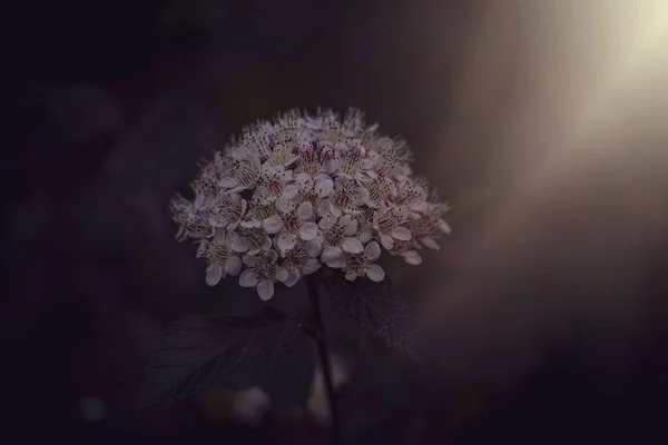 Piękny Fioletowy Kwiat Winorośli Lecie Ciepłe Wieczorne Słońce — Zdjęcie stockowe