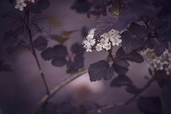 夏の暖かい夜の太陽の下で美しい紫色の花を咲かせ — ストック写真