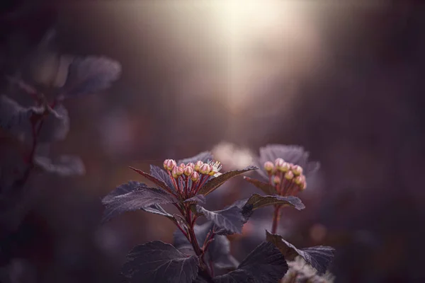夏の暖かい夜の太陽の下で美しい紫色の花を咲かせ — ストック写真