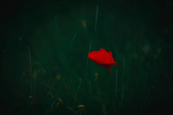 Красивый Красный Нежный Летний Мак Зеленом Фоне Луга — стоковое фото