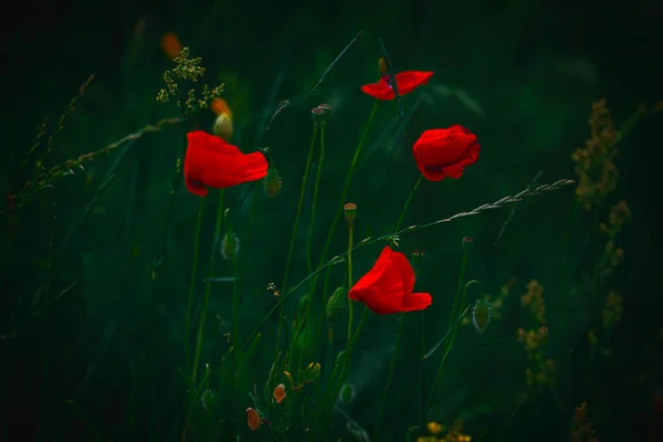 Beau Coquelicot Rouge Délicat Été Sur Fond Prairie Verte — Photo