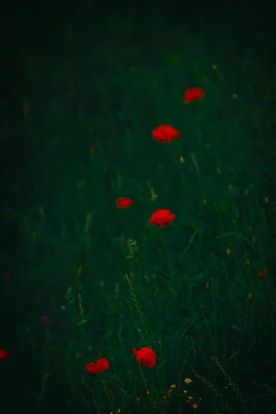 Hermoso Rojo Delicada Amapola Verano Sobre Fondo Pradera Verde — Foto de Stock