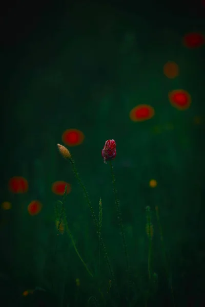 Красивый Красный Нежный Летний Мак Зеленом Фоне Луга — стоковое фото