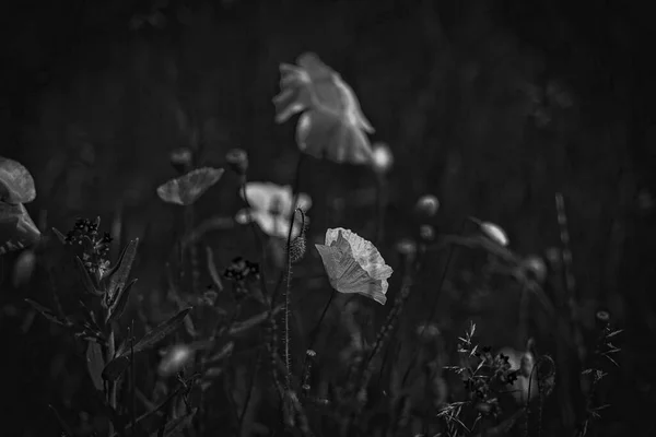 Beau Coquelicot Rouge Délicat Été Sur Fond Prairie Verte — Photo