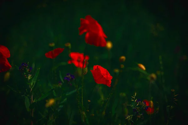 Beau Coquelicot Rouge Délicat Été Sur Fond Prairie Verte — Photo