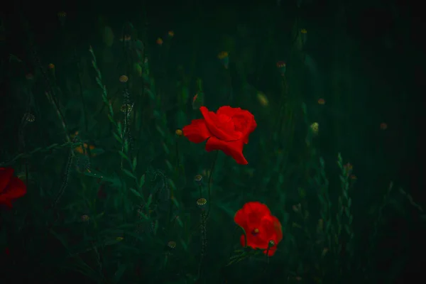 Hermoso Rojo Delicada Amapola Verano Sobre Fondo Pradera Verde — Foto de Stock