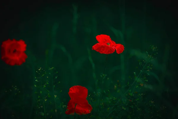 Hermoso Rojo Delicada Amapola Verano Sobre Fondo Pradera Verde — Foto de Stock