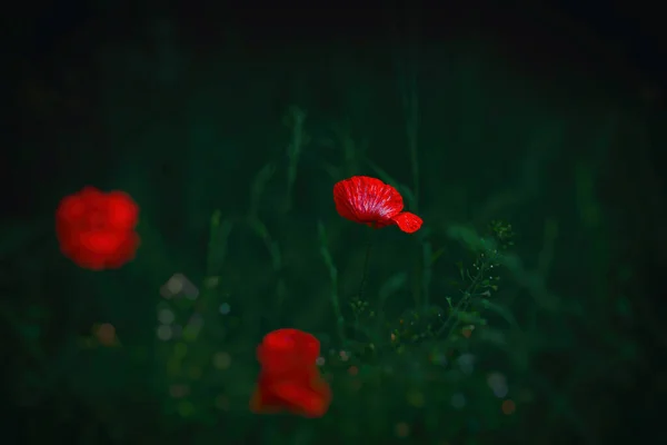 Beau Coquelicot Rouge Délicat Été Sur Fond Prairie Verte — Photo