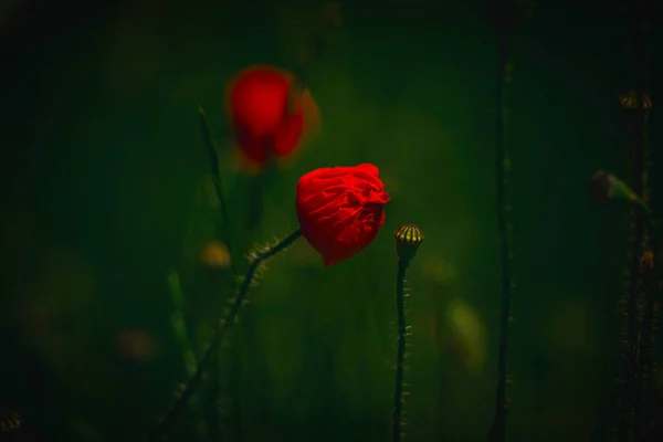 绿色草甸背景上美丽的红色精致的夏季罂粟 — 图库照片