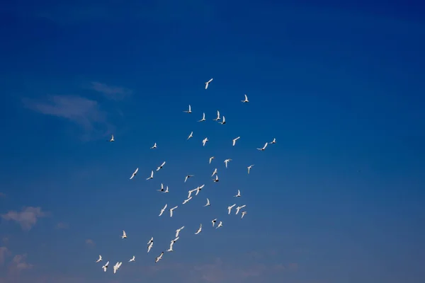 Bando Pombos Voadores Brancos Voando Contra Belo Céu Azul Verão — Fotografia de Stock