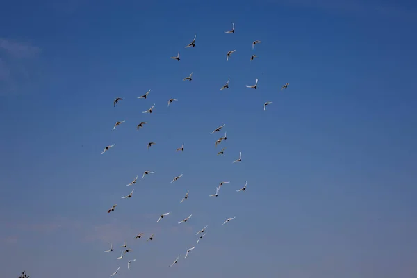 Bando Pombos Voadores Brancos Voando Contra Belo Céu Azul Verão — Fotografia de Stock