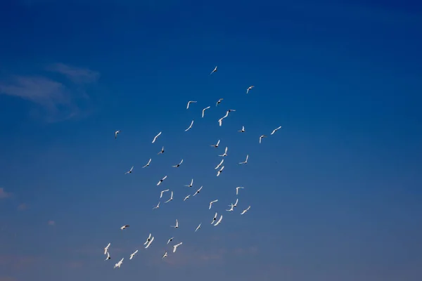 Egy Csapat Fehér Repülő Galamb Repül Gyönyörű Kék Felé Fehér — Stock Fotó