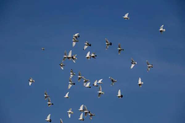 Troupeau Pigeons Volants Blancs Volant Contre Beau Ciel Bleu Été — Photo