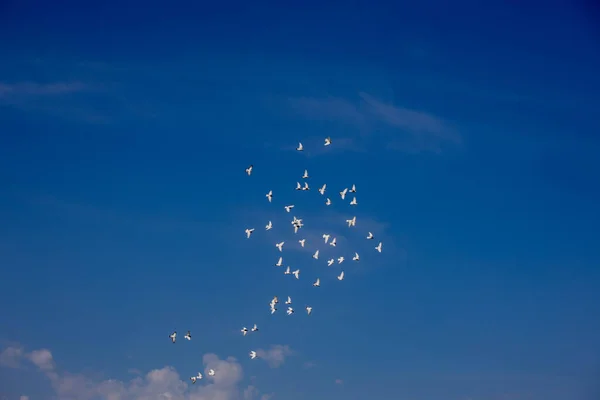 Ein Schwarm Weißer Fliegender Tauben Fliegt Gegen Einen Schönen Sommerblauen — Stockfoto
