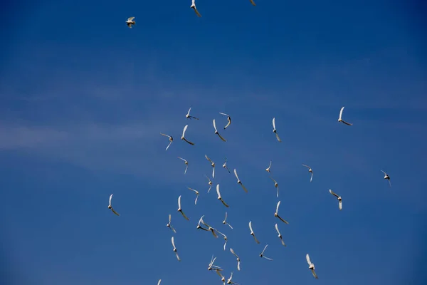 Bando Pombos Voadores Brancos Voando Contra Belo Céu Azul Verão — Fotografia de Stock