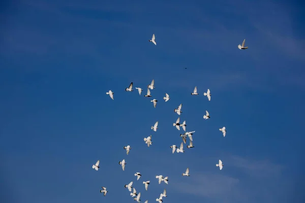 Een Kudde Witte Vliegende Duiven Die Tegen Een Prachtige Zomerse — Stockfoto