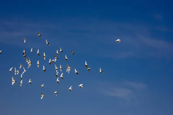 Troupeau Pigeons Volants Blancs Volant Contre Beau Ciel Bleu Été — Photo